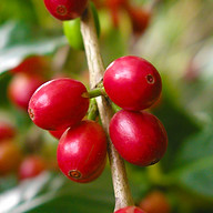 Seva Coffee logo