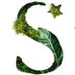 Starwood Hotels
